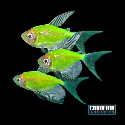 GloFish® - Tetra Electric Green L/F