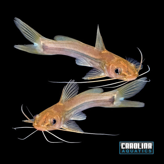 Catfish - Malabar Mystus Lg