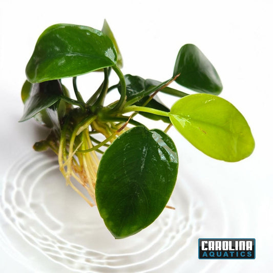 Anubias Nana Petite Med