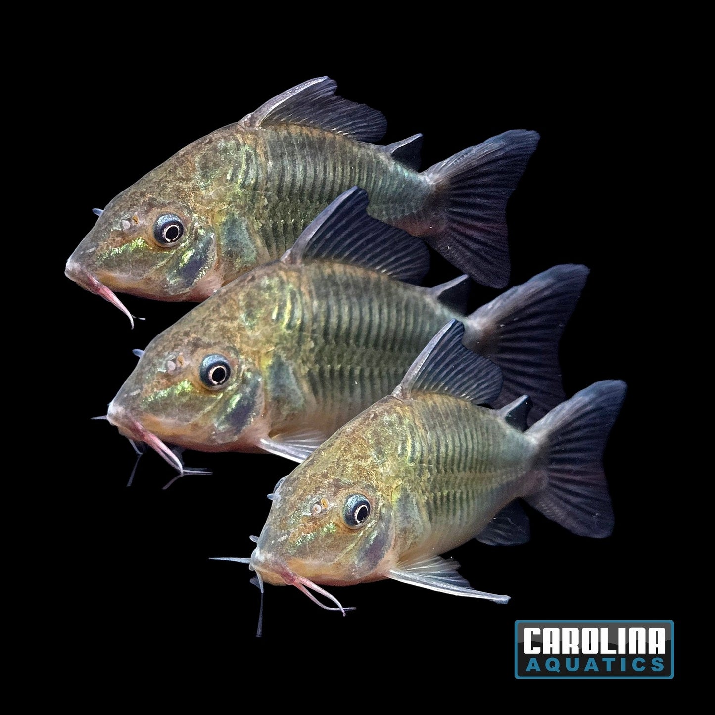 Cory - Emerald Brochis XL