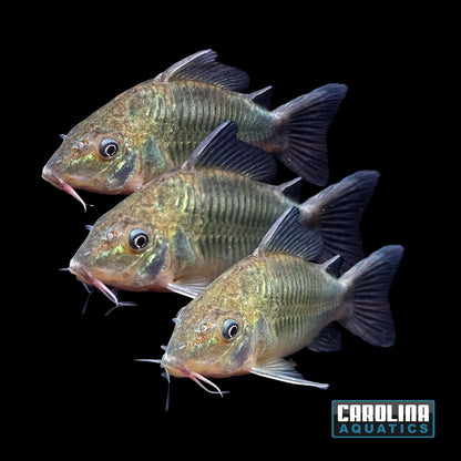 Cory - Emerald Brochis XL