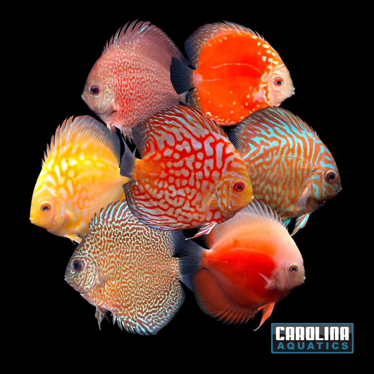 Discus - Asst. 3in.