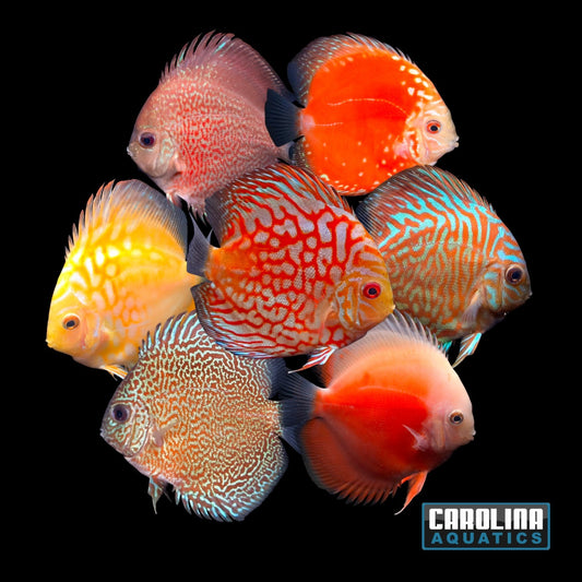 Discus - Asst. 3in.