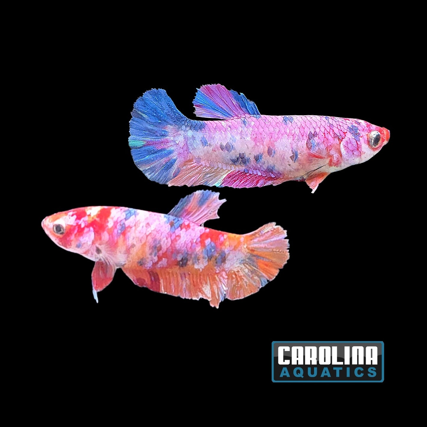 Betta - Pink Valentine Female
