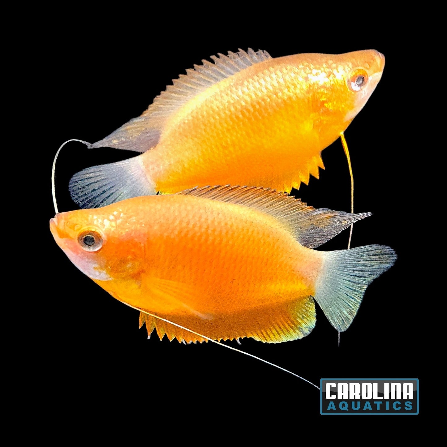 Gourami - Sunset Thick Lip