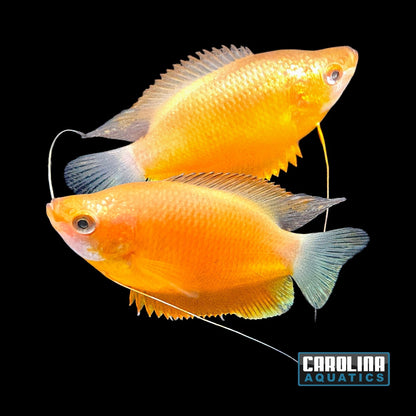 Gourami - Sunset Thick Lip