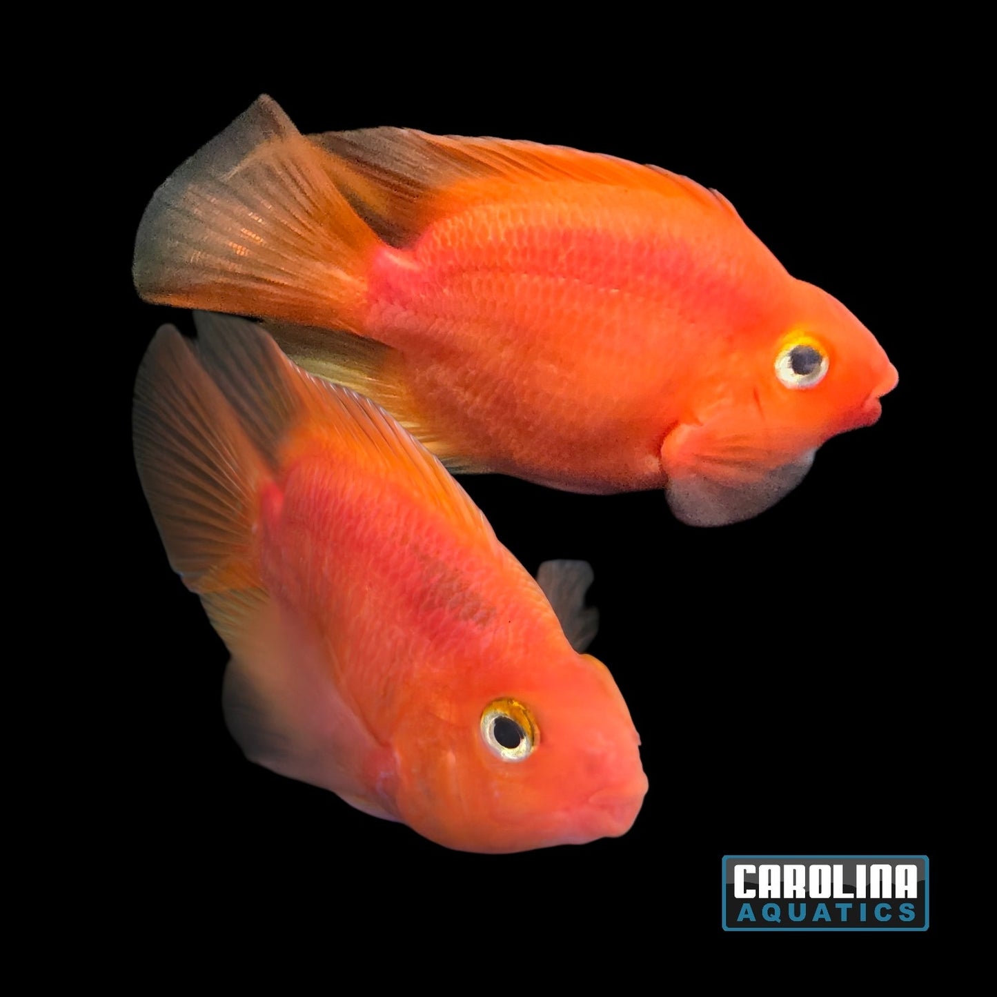 Cichlid - Parrot Purple Red