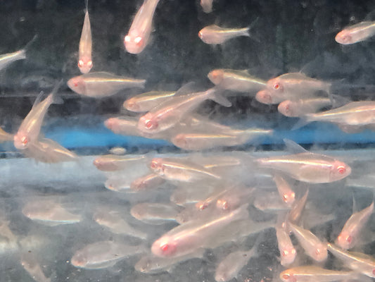 Tetra - Black Neon Albino Lg