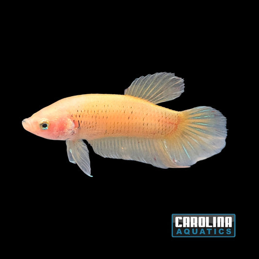 Betta - Yellow Banana Plakat Male