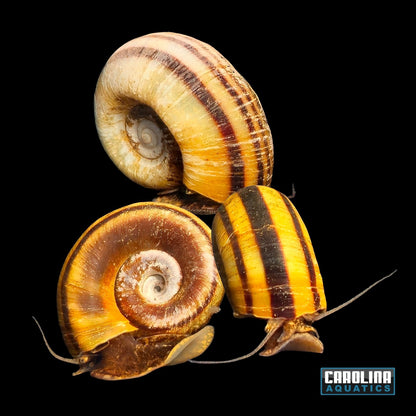 Invert - Snail Giant Ramshorn Lg