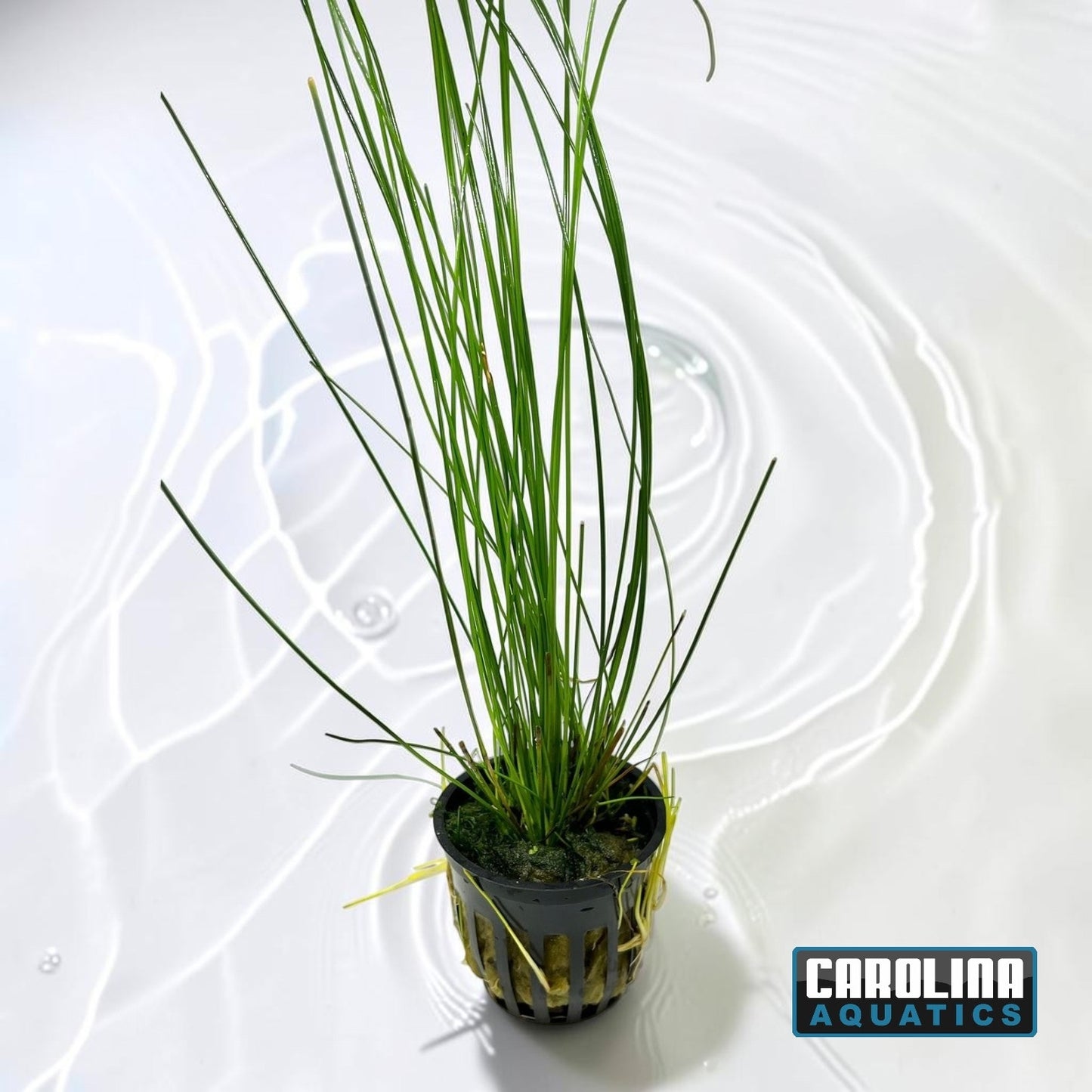 Hairgrass Giant Potted
