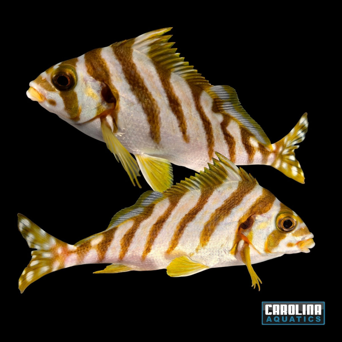 Morwong - Spottedtail