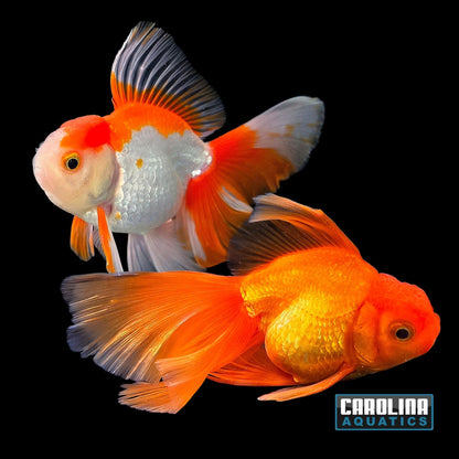 Goldfish - Oranda Thai Pleated Tail Imported 4-4.5in
