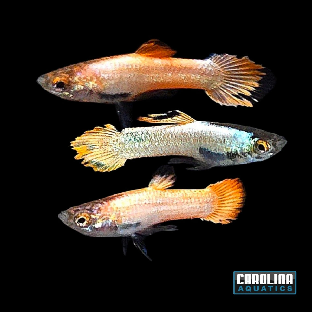 Guppy - Endler Pink