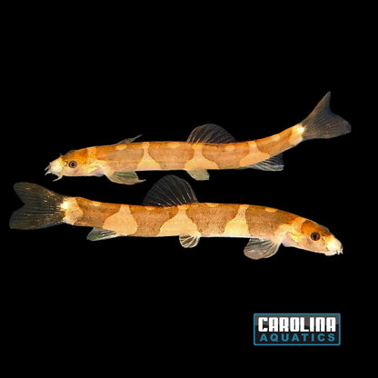 Loach - Mekong Panda