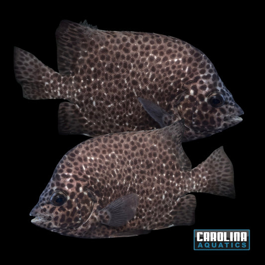 Knifejaw - Spotted
