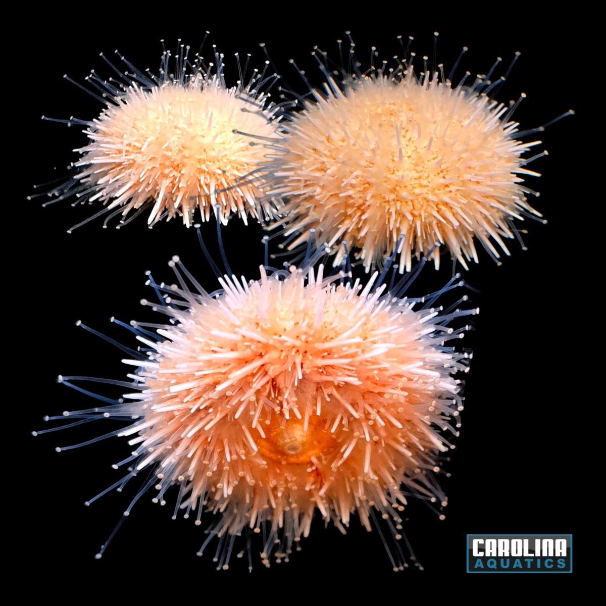 Urchin - Pink Lady Tiny
