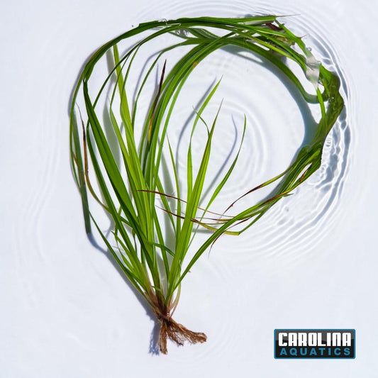 Cyperus Helferi
