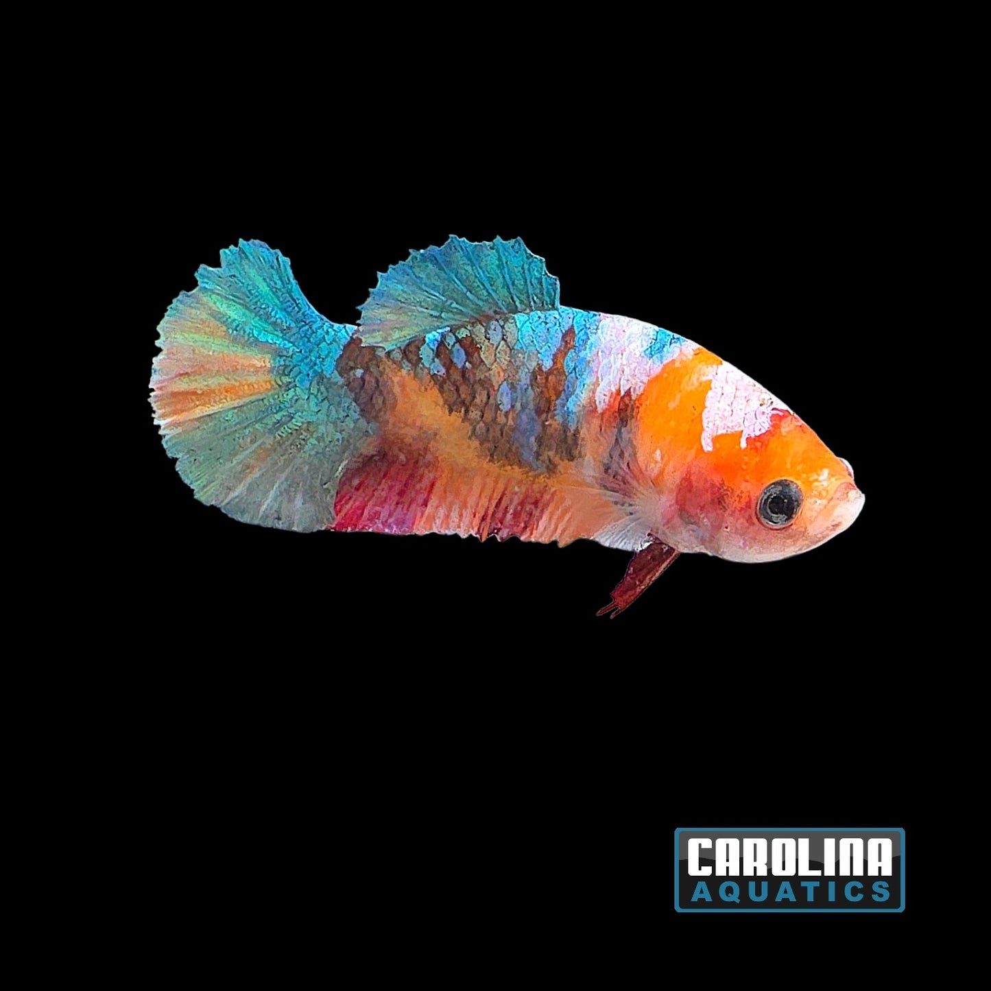 Betta - Multicolor Koi Female