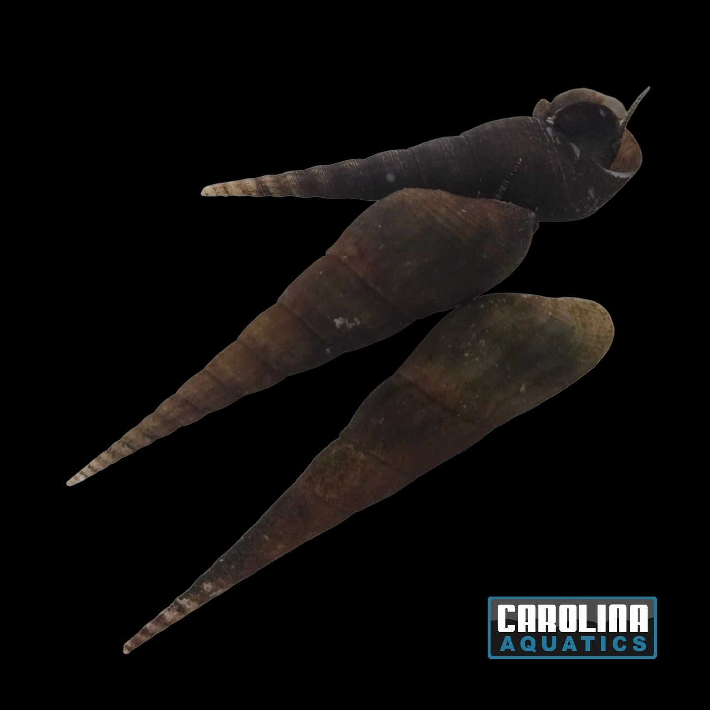 Invert - Snail Yellow Chopstick