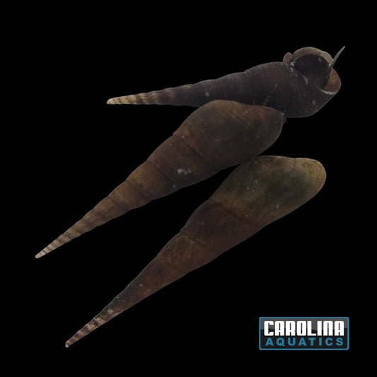 Invert - Snail Yellow Chopstick
