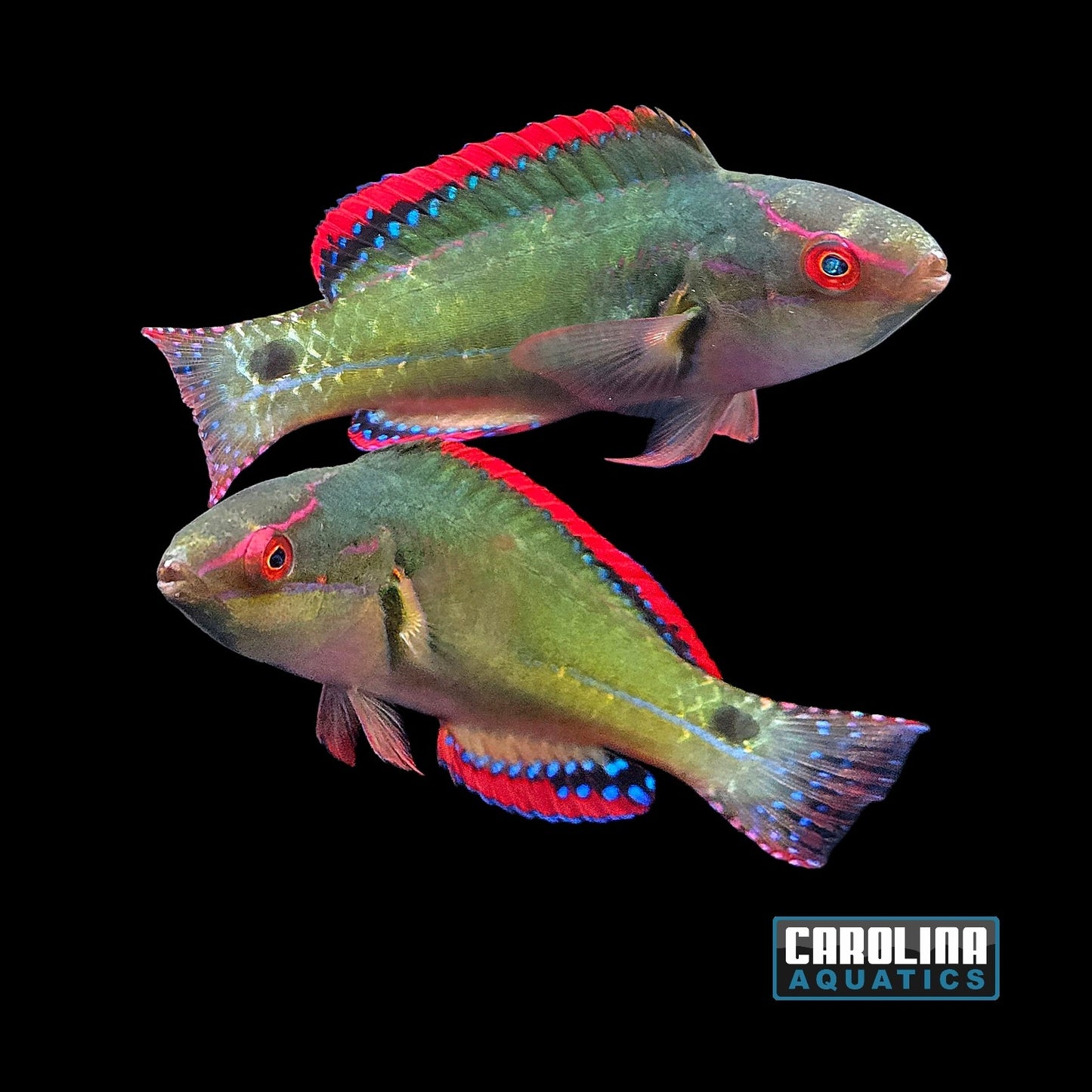 Wrasse - Fairy Exquisite Bali
