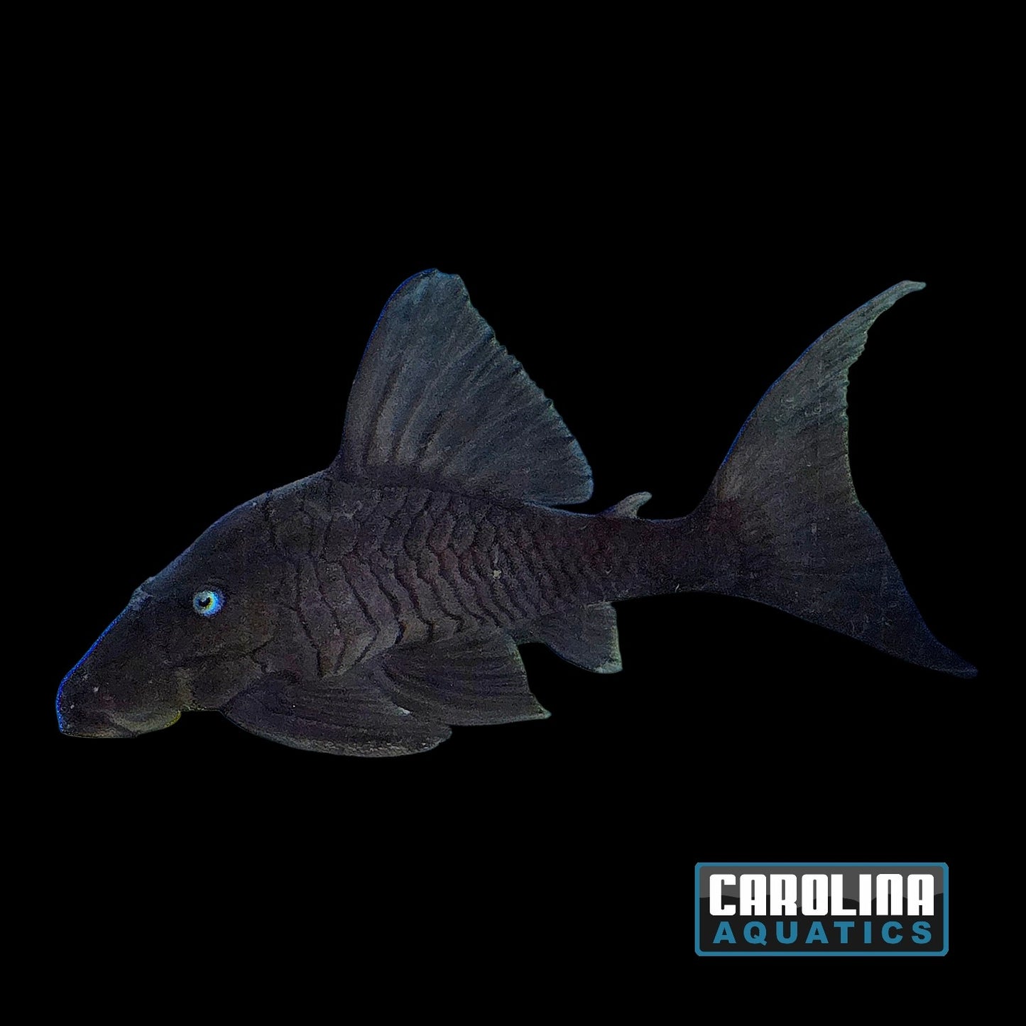 Pleco - Blue Eye Panaque Med 4-6in