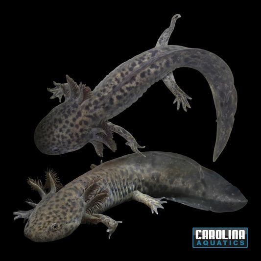 Axolotl - Wild Type 4-5in