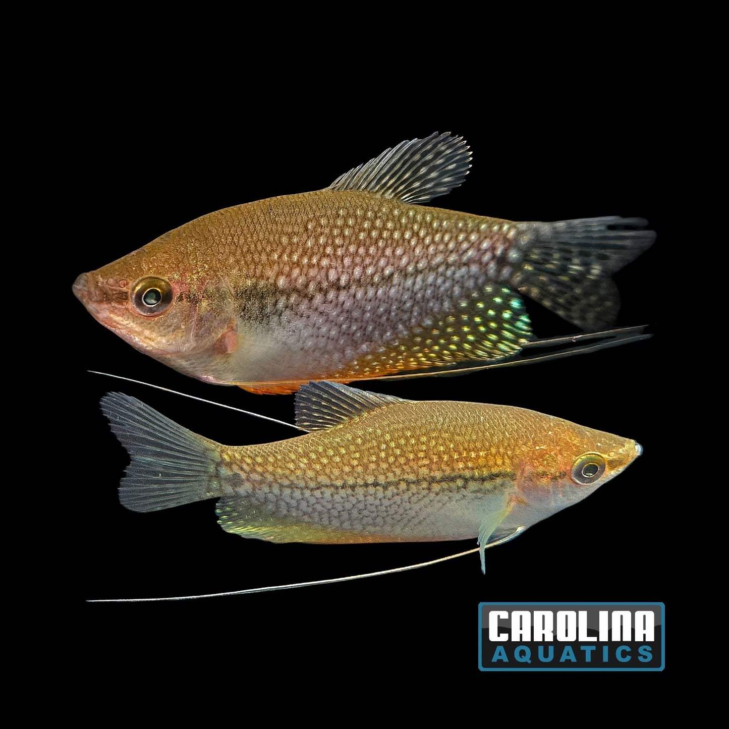 Gourami - Pearl