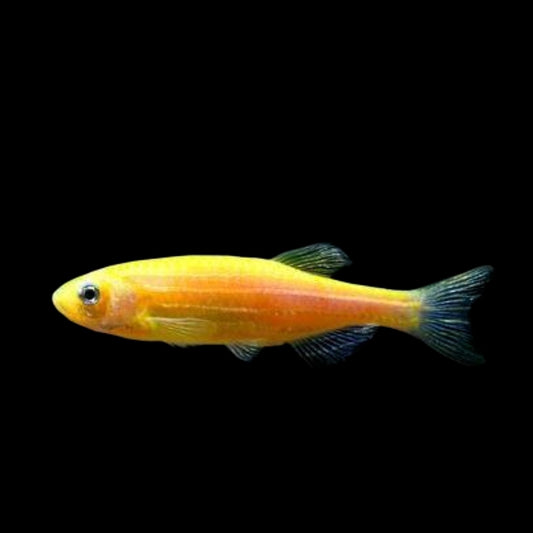 GloFish® - Danio Sunburst Orange