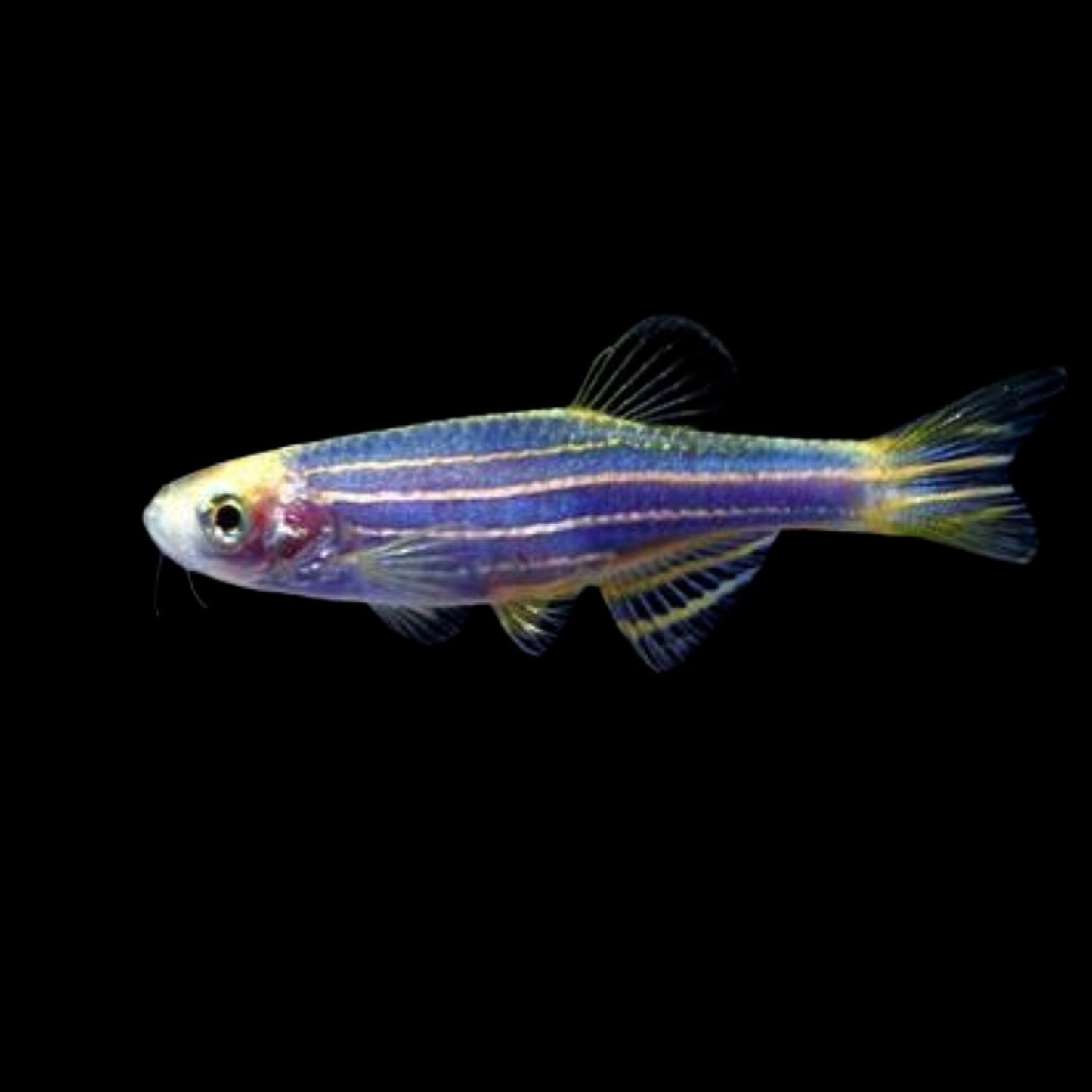 GloFish® - Danio Cosmic Blue