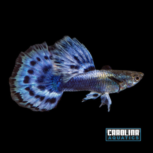 Guppy - Elephant Ear Blue