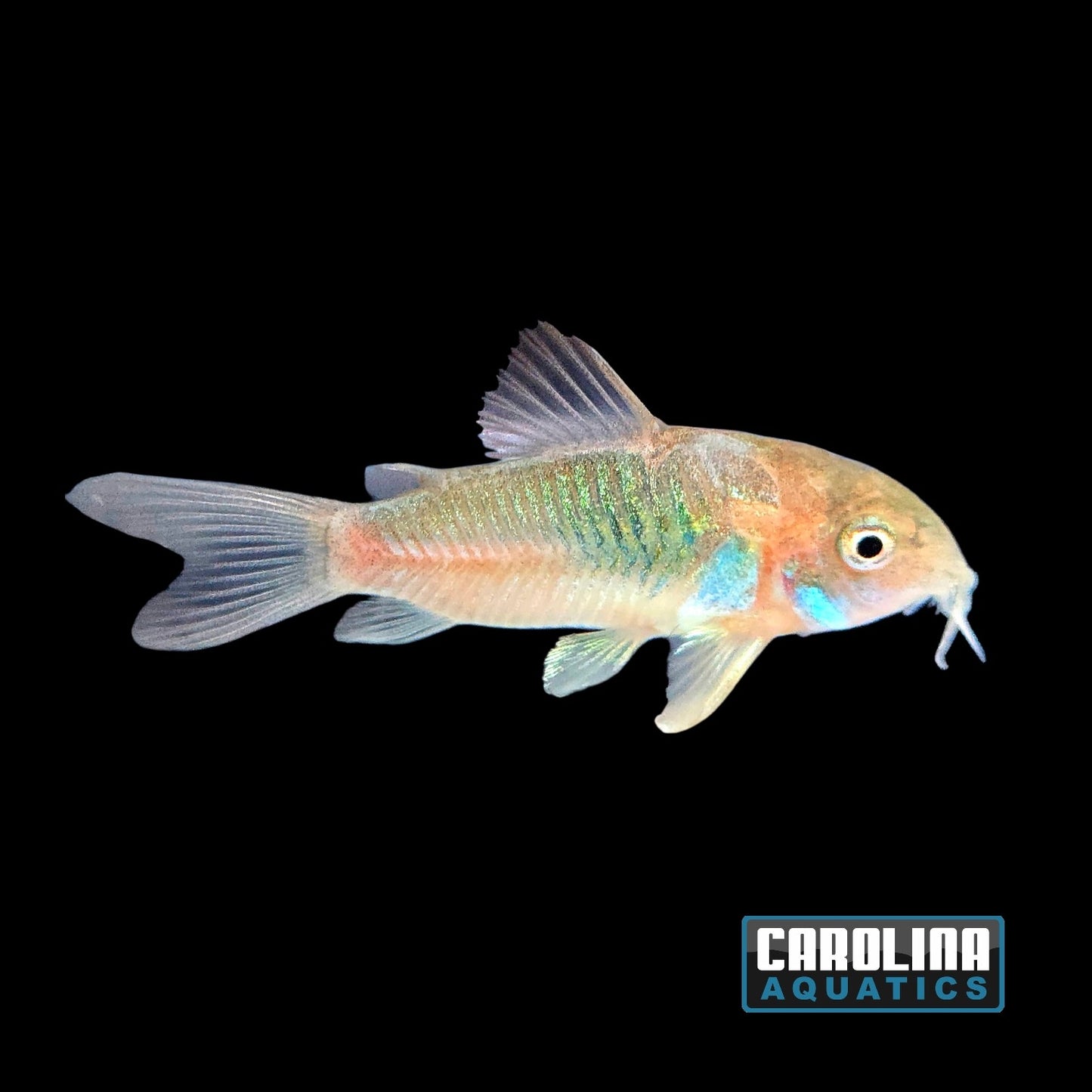 Cory - Green