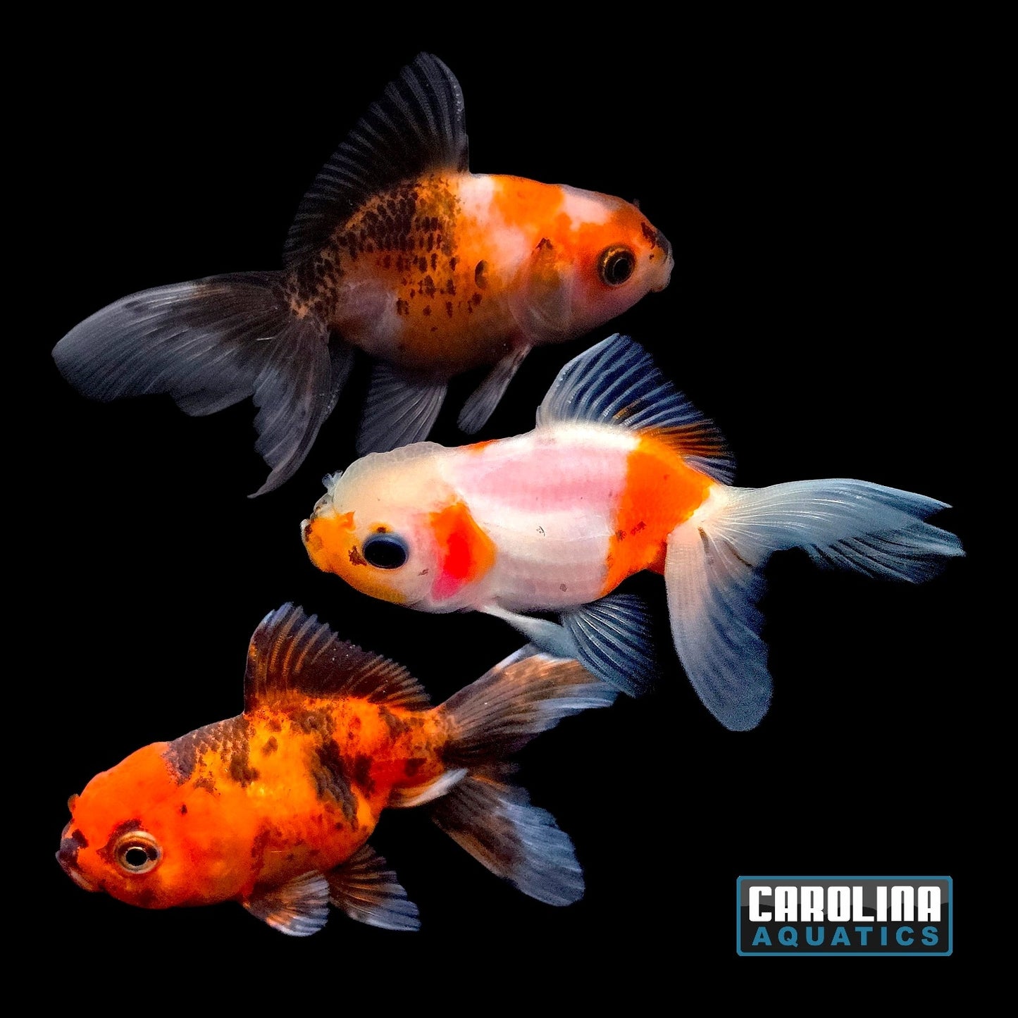 Goldfish - Oranda Calico Imported