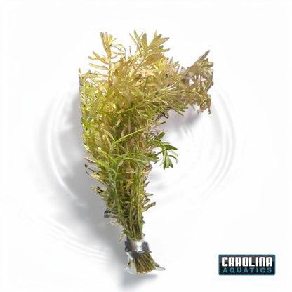 Rotala Indica