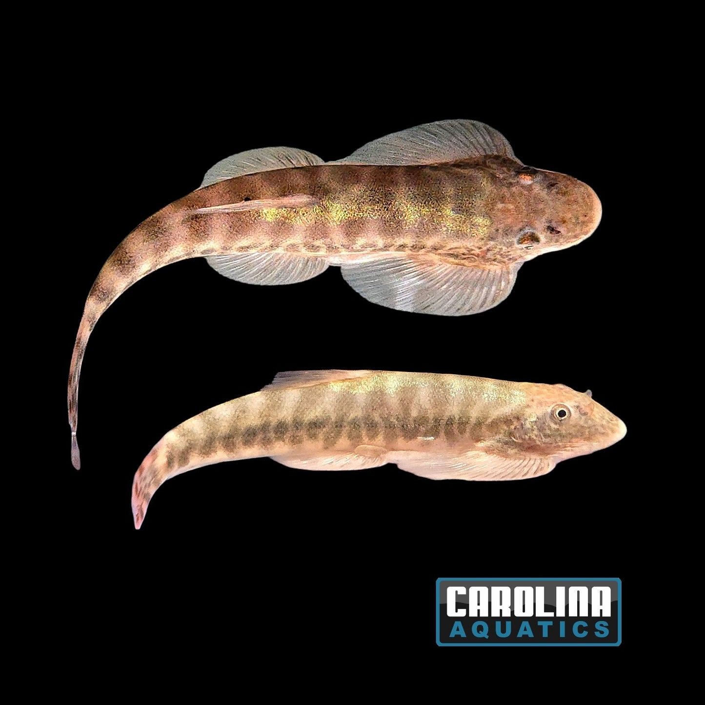 Loach - Hillstream Snakeskin M/L
