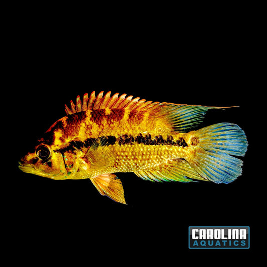 Cichlid - Umbee Black WC Rio Magdalena XL