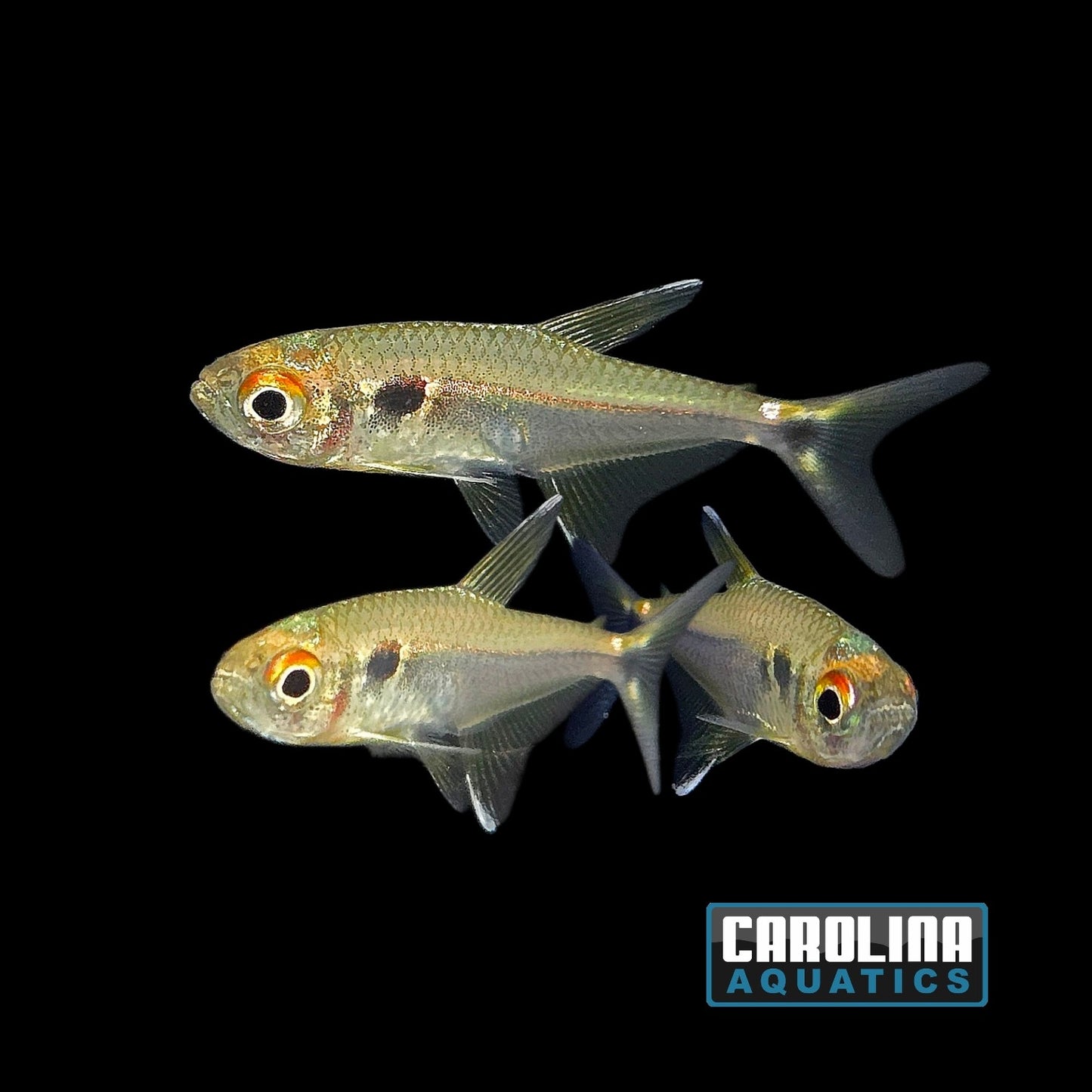 Tetra - Red Eye Luelingi