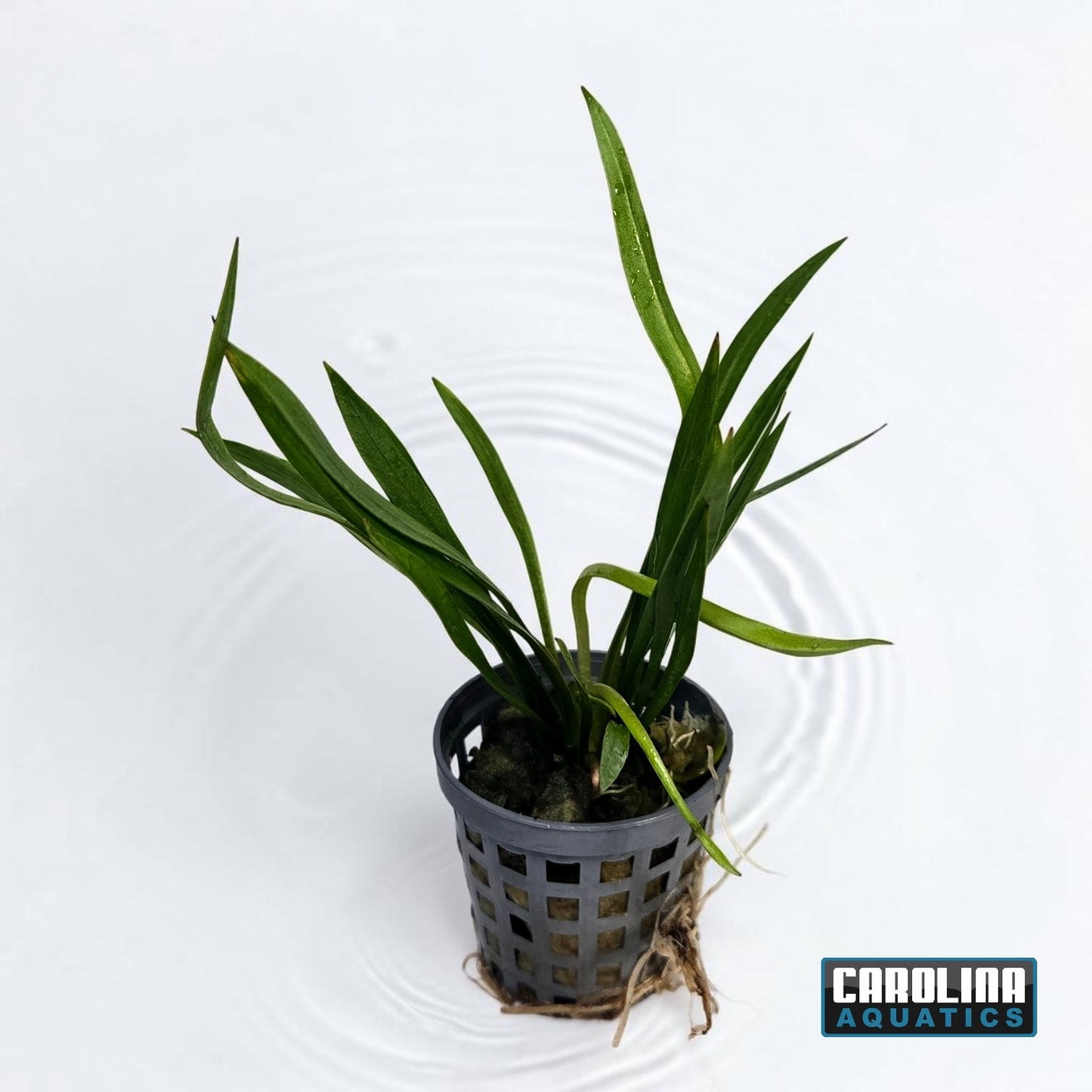 Sword Chain Narrow Potted
