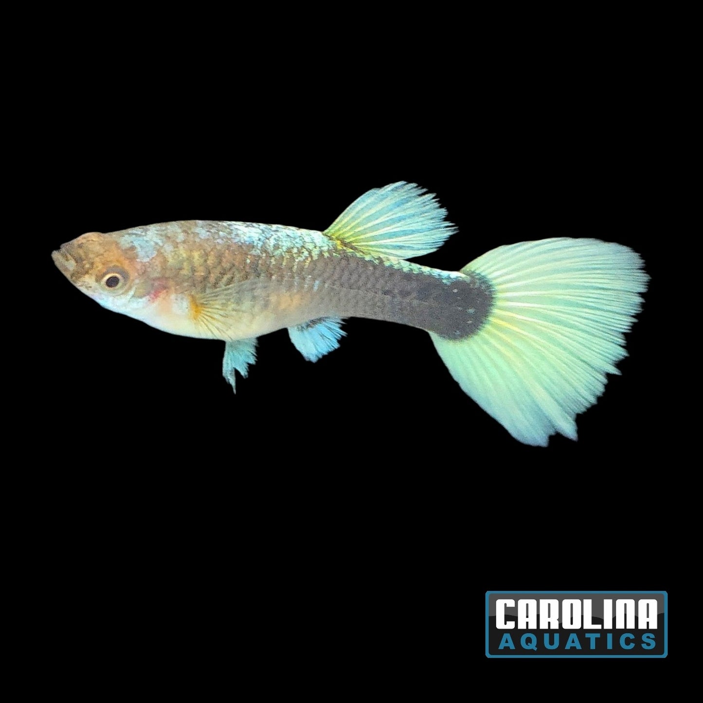 Guppy - German Yellow Tux Female
