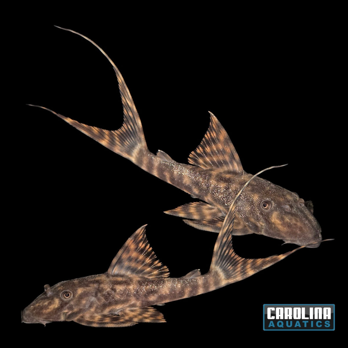 Pleco - Sachamama Lyretail L-351 3-4in