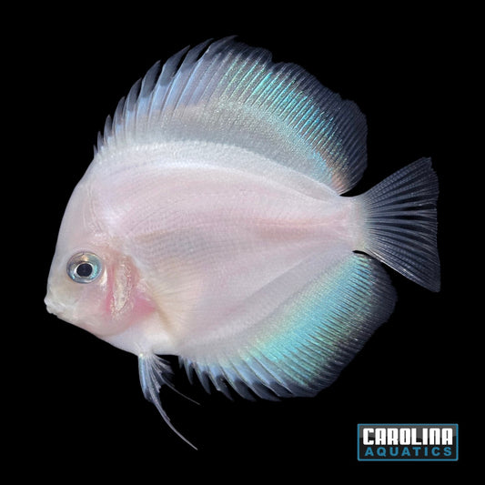 Discus - Snow White 4in.