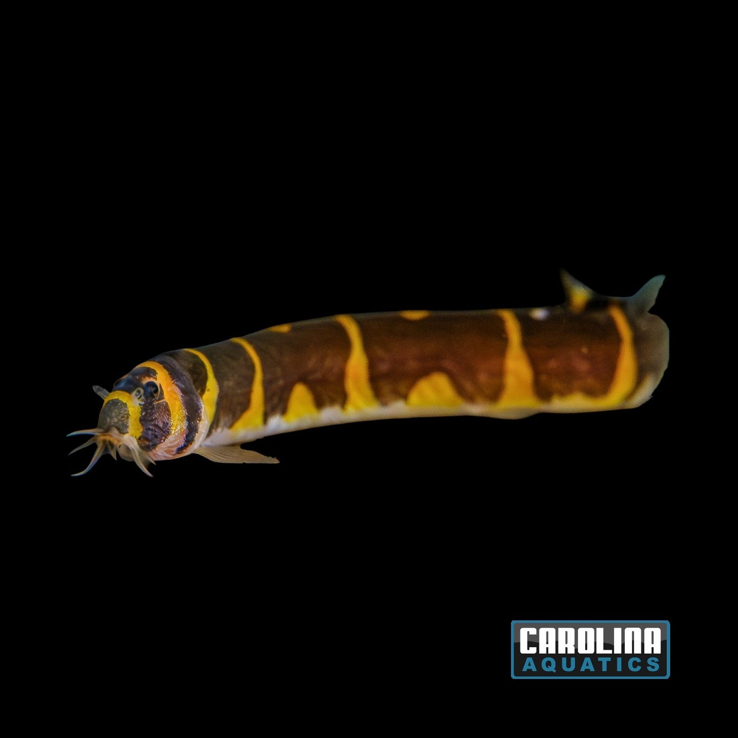 Loach - Kuhli