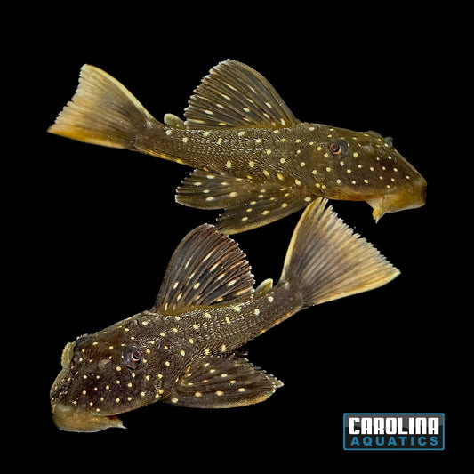 Pleco - Sailfin Luteus Phase I 3.5-4in