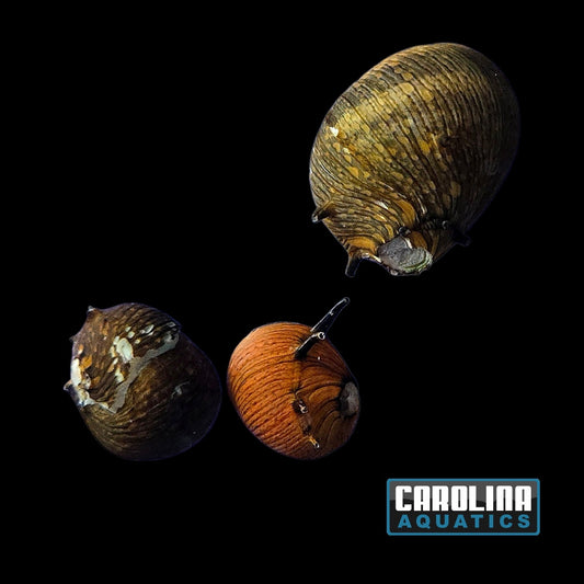 Invert - Snail Tricolor Horned Nerite