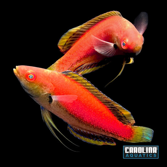 Wrasse - Fairy Finespot