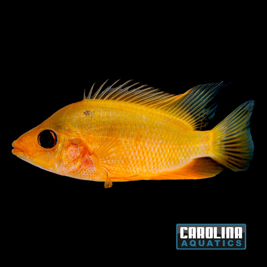 Cichlid - Red Devil XL 7in