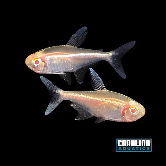 Tetra - Black Neon Albino Med
