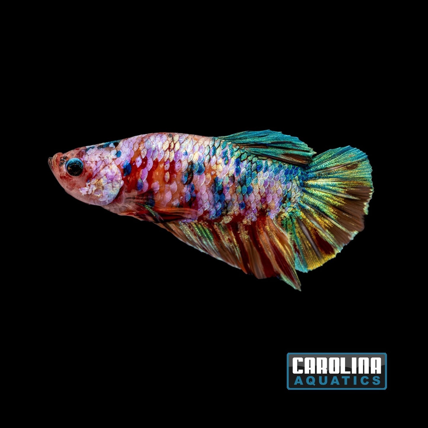 Betta - Multicolor Candy Plakat