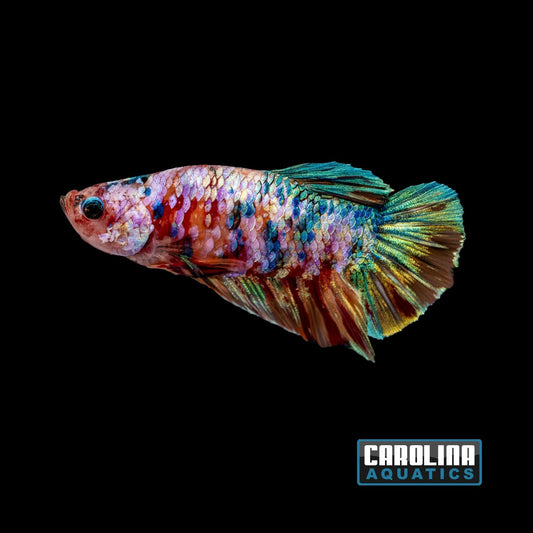 Betta - Multicolor Candy Plakat